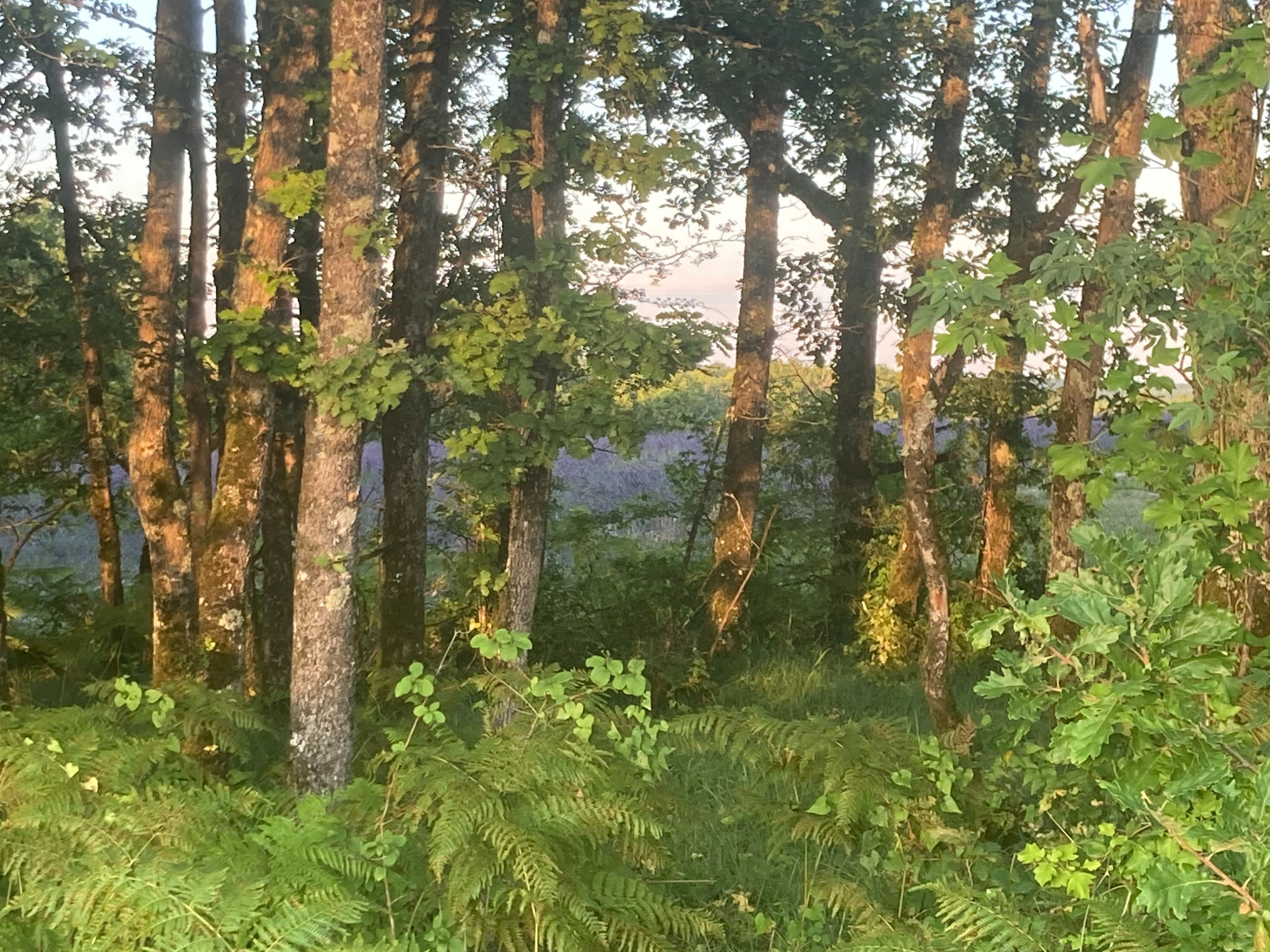 Les bois et la lavande autour du gîte